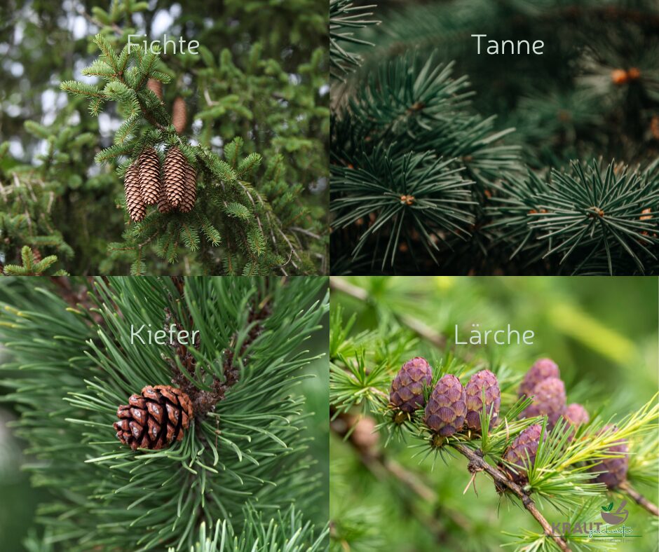 Tanne – Der Kraftbaum für Atemwege, Haut und innere Ruhe