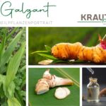 Galgant – Die feurige Wurzel, die Deinen Bauch beruhigt und Dein Herz wärmt