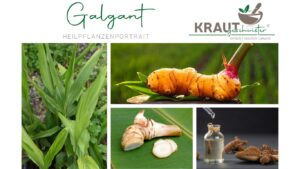 Galgant – Die feurige Wurzel, die Deinen Bauch beruhigt und Dein Herz wärmt