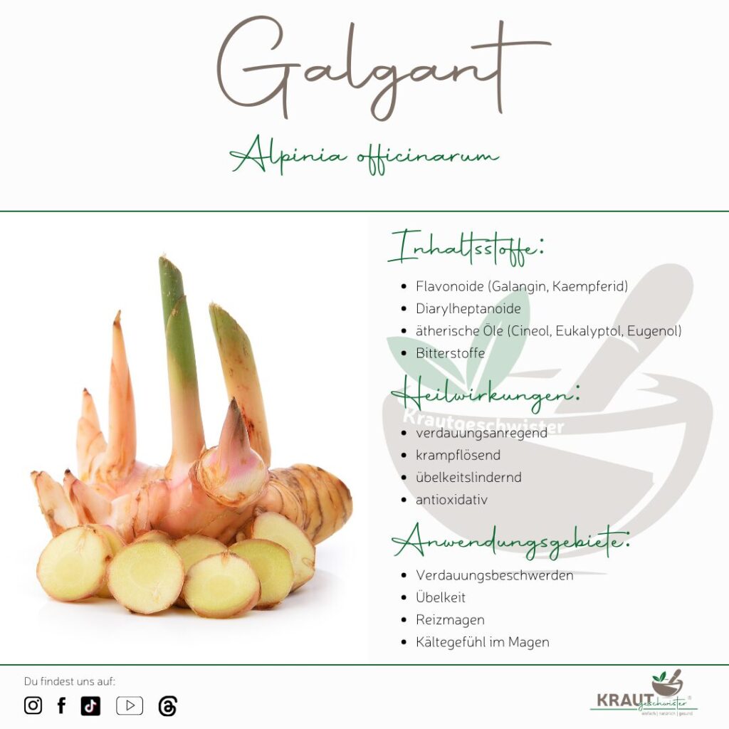 Galgant – Die feurige Wurzel, die Deinen Bauch beruhigt und Dein Herz wärmt