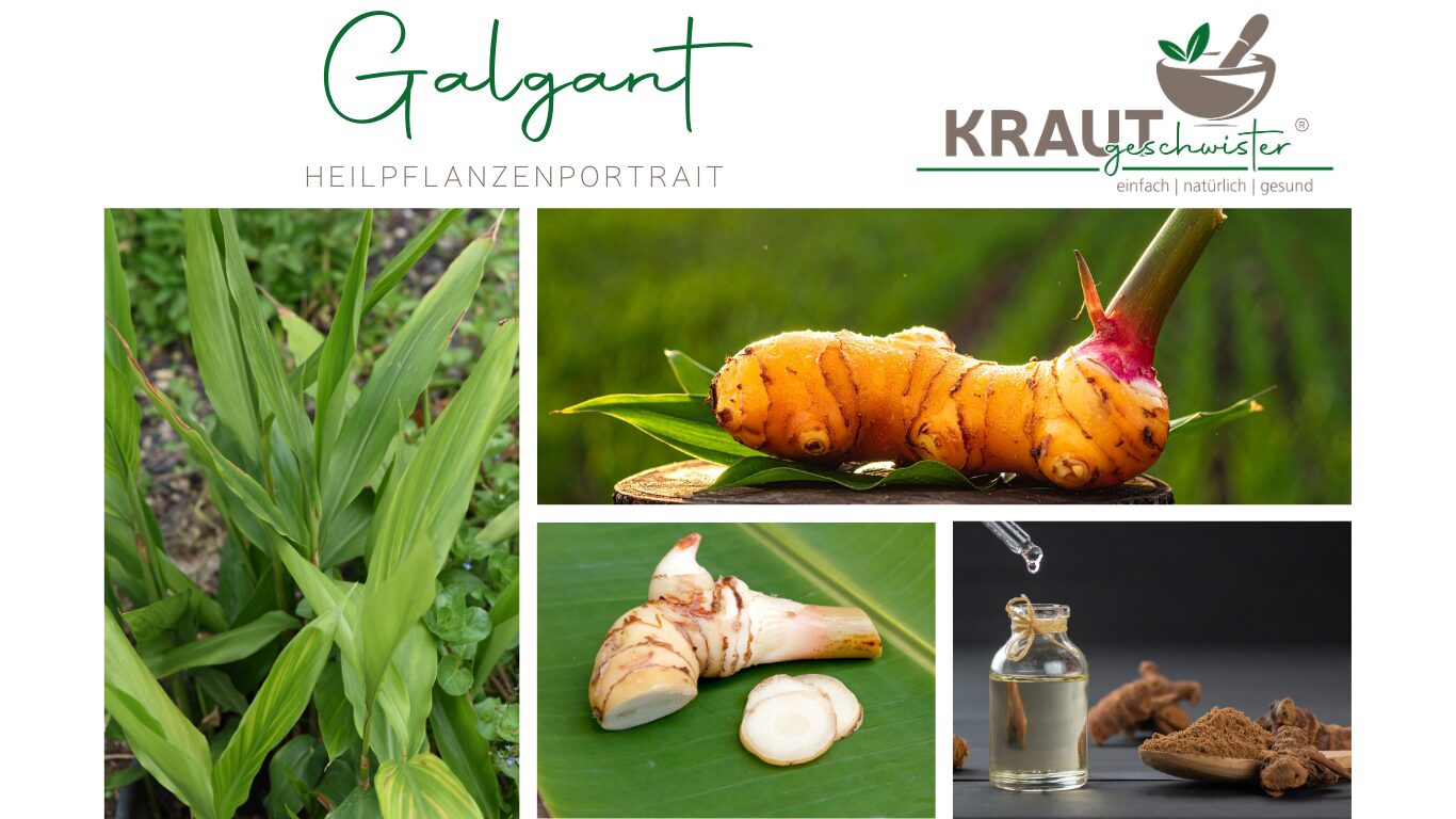 Galgant – Die feurige Wurzel, die Deinen Bauch beruhigt und Dein Herz wärmt