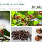 Nelke: warmes Feuer aus der Knospe