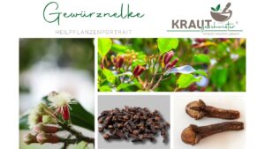 Nelke: warmes Feuer aus der Knospe