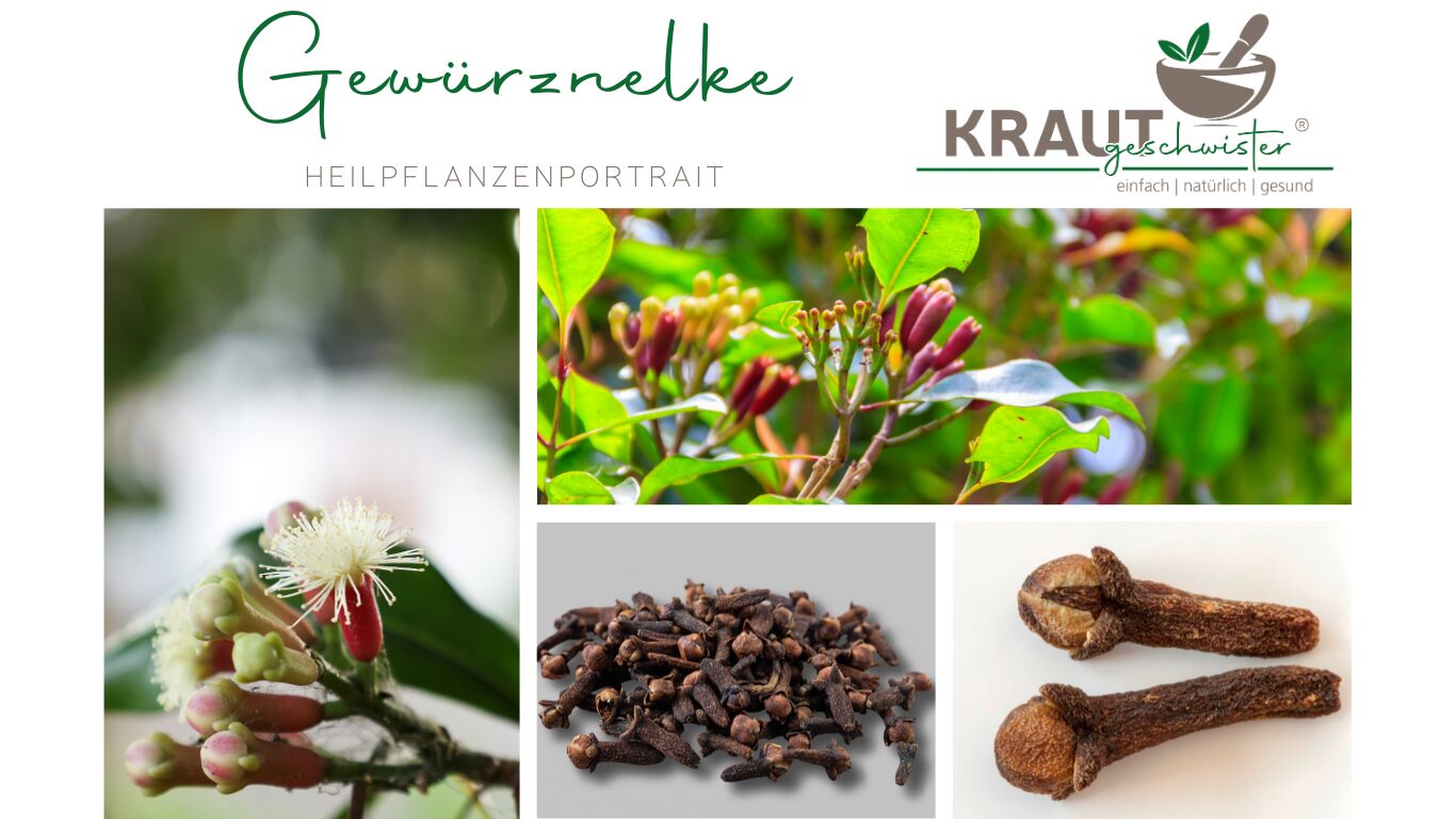 Mehr über den Artikel erfahren Nelke: warmes Feuer aus der Knospe