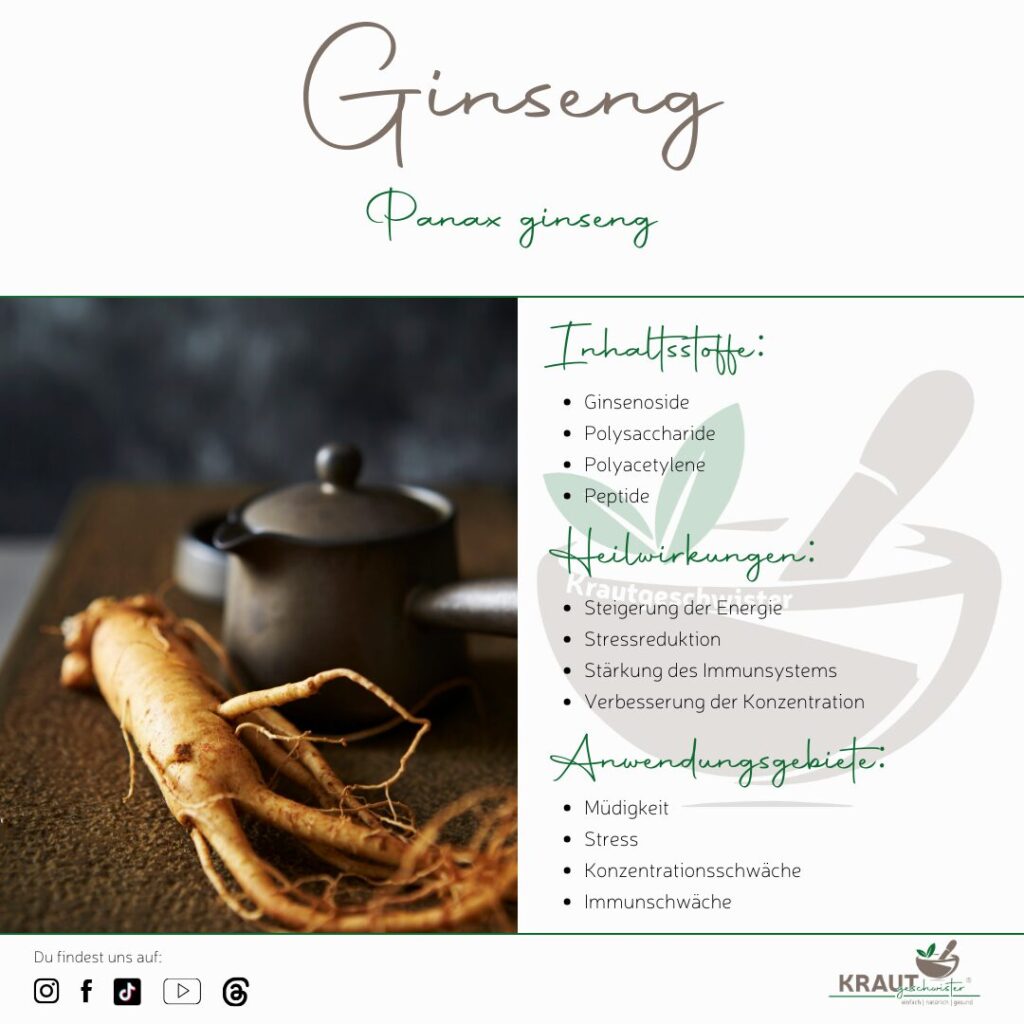 Ginseng – die Wurzel, die Feuer schenkt
