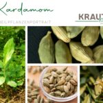 Kardamom und seine heimliche Kraft: wie ein unscheinbares Gewürz Körper und Geist beeinflusst