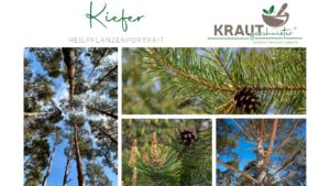 Kiefer – Harzduft, Heilkraft und das stille Wissen der Wälder