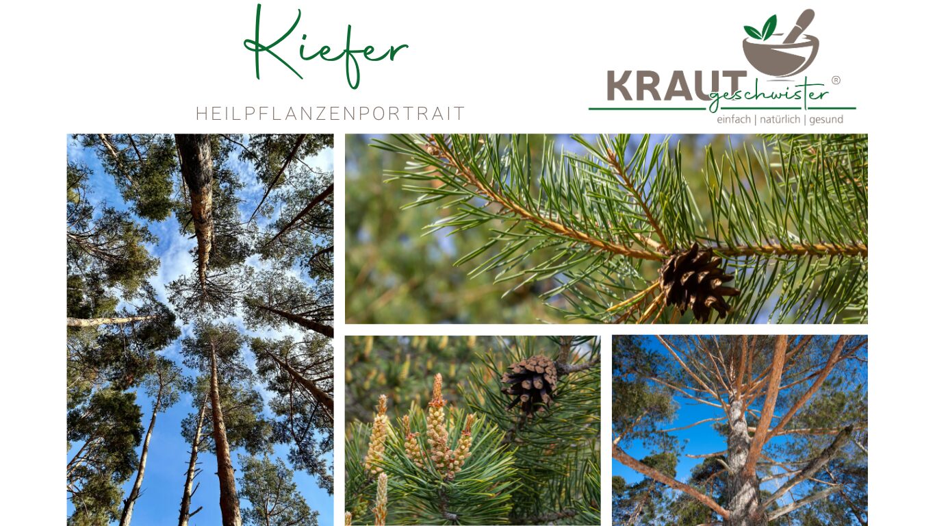Mehr über den Artikel erfahren Kiefer – Harzduft, Heilkraft und das stille Wissen der Wälder