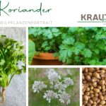 Koriander – ein Kraut zwischen Mythos, Medizin und Aromaexplosion