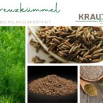 Kreuzkümmel – kleine Samen, große Wirkung