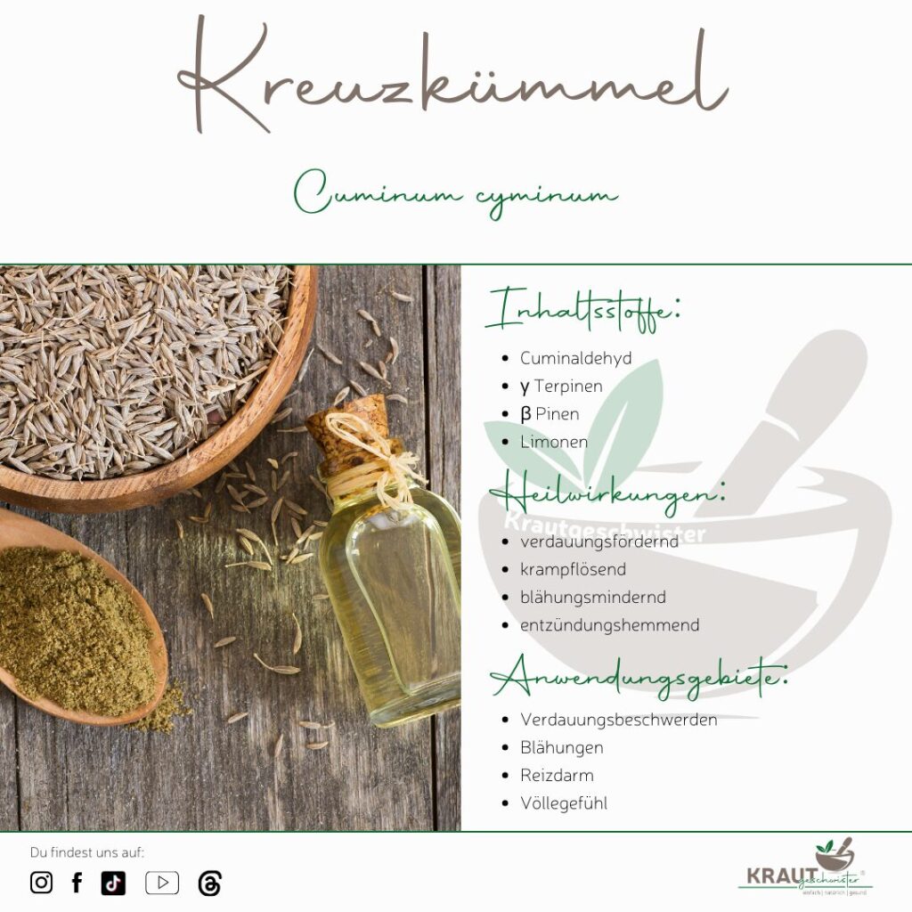 Kreuzkümmel – kleine Samen, große Wirkung
