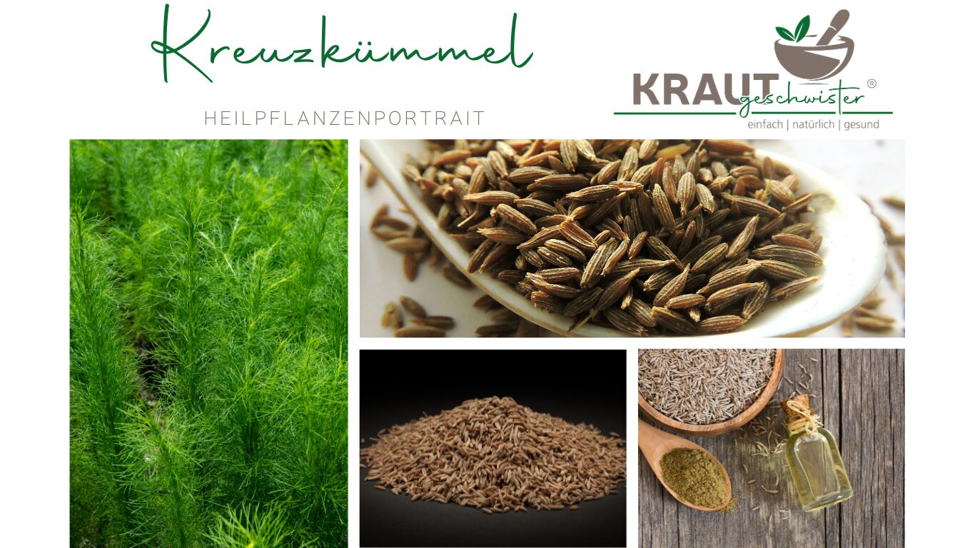 Mehr über den Artikel erfahren Kreuzkümmel – kleine Samen, große Wirkung