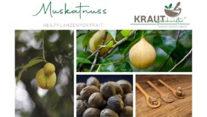 Muskatnuss &ndash; warmes Aroma, starke Wirkung