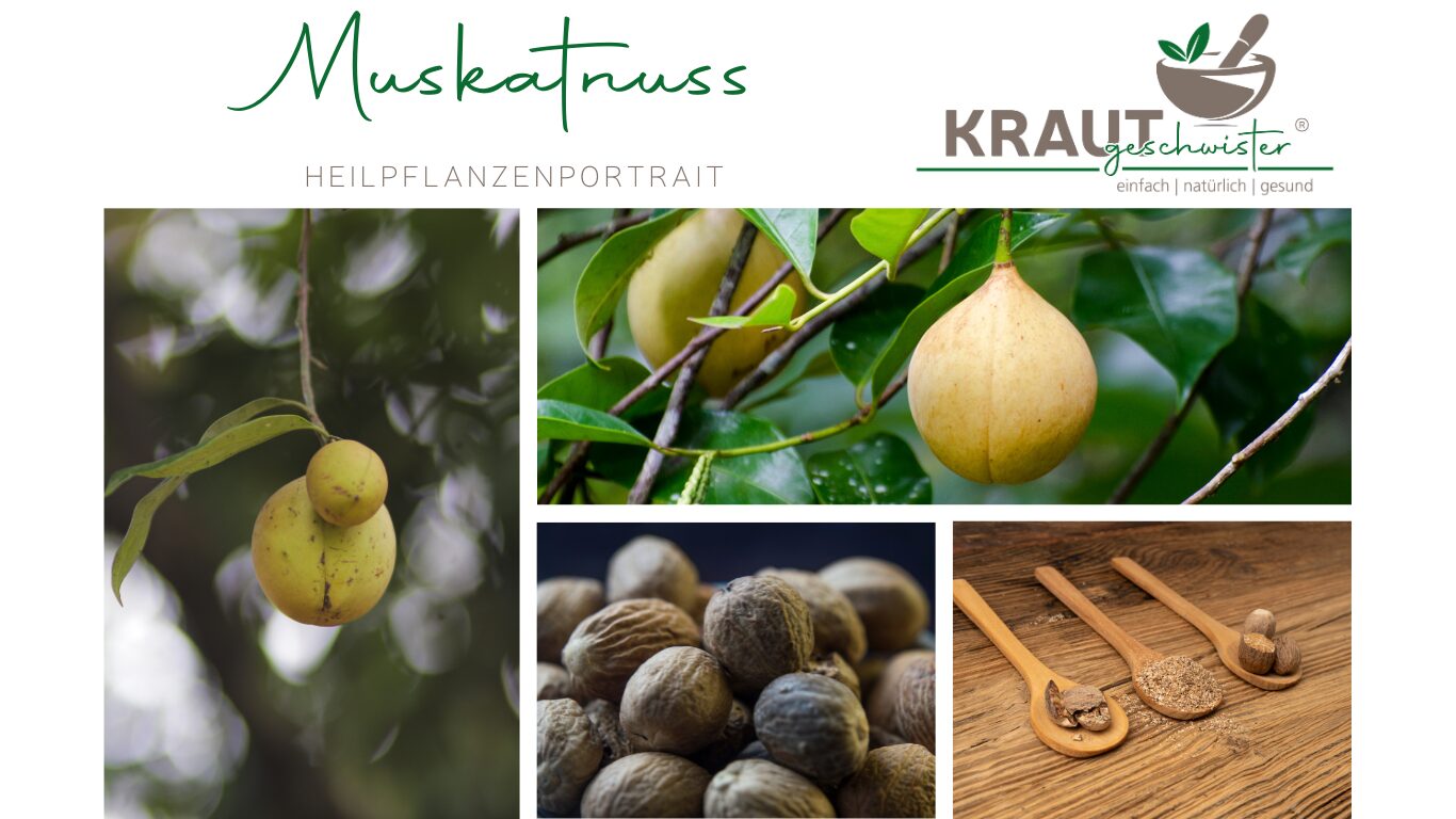 Mehr über den Artikel erfahren Muskatnuss – warmes Aroma, starke Wirkung