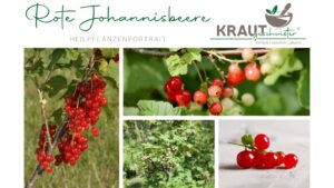 Rote Johannisbeere &ndash; kleine Beeren, gro&szlig;e Kraft
