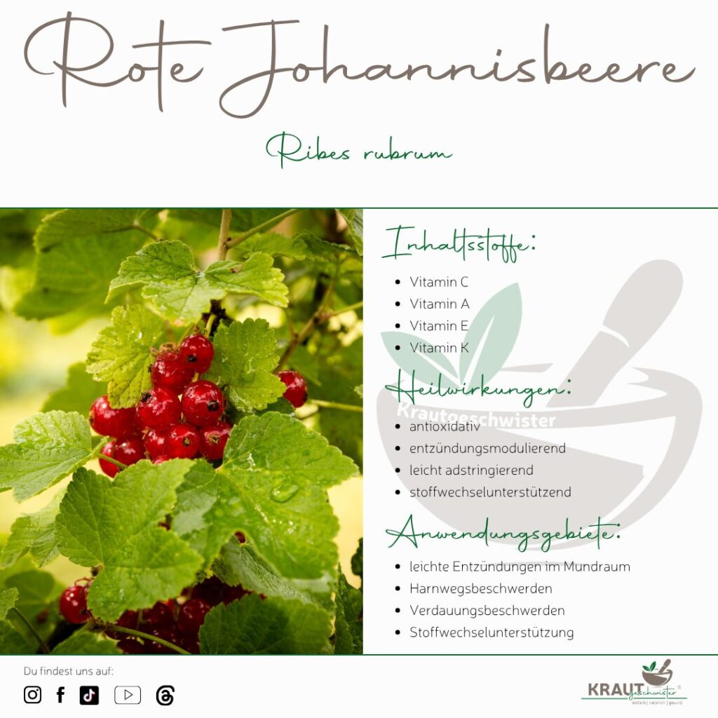Rote Johannisbeere – kleine Beeren, große Kraft