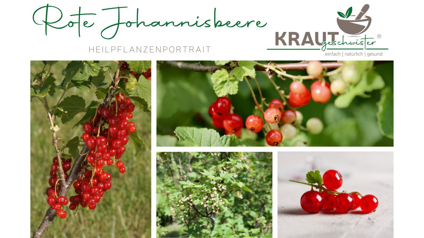 Mehr über den Artikel erfahren Rote Johannisbeere – kleine Beeren, große Kraft