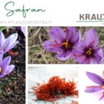 Safran – das rote Gold und was es wirklich kann