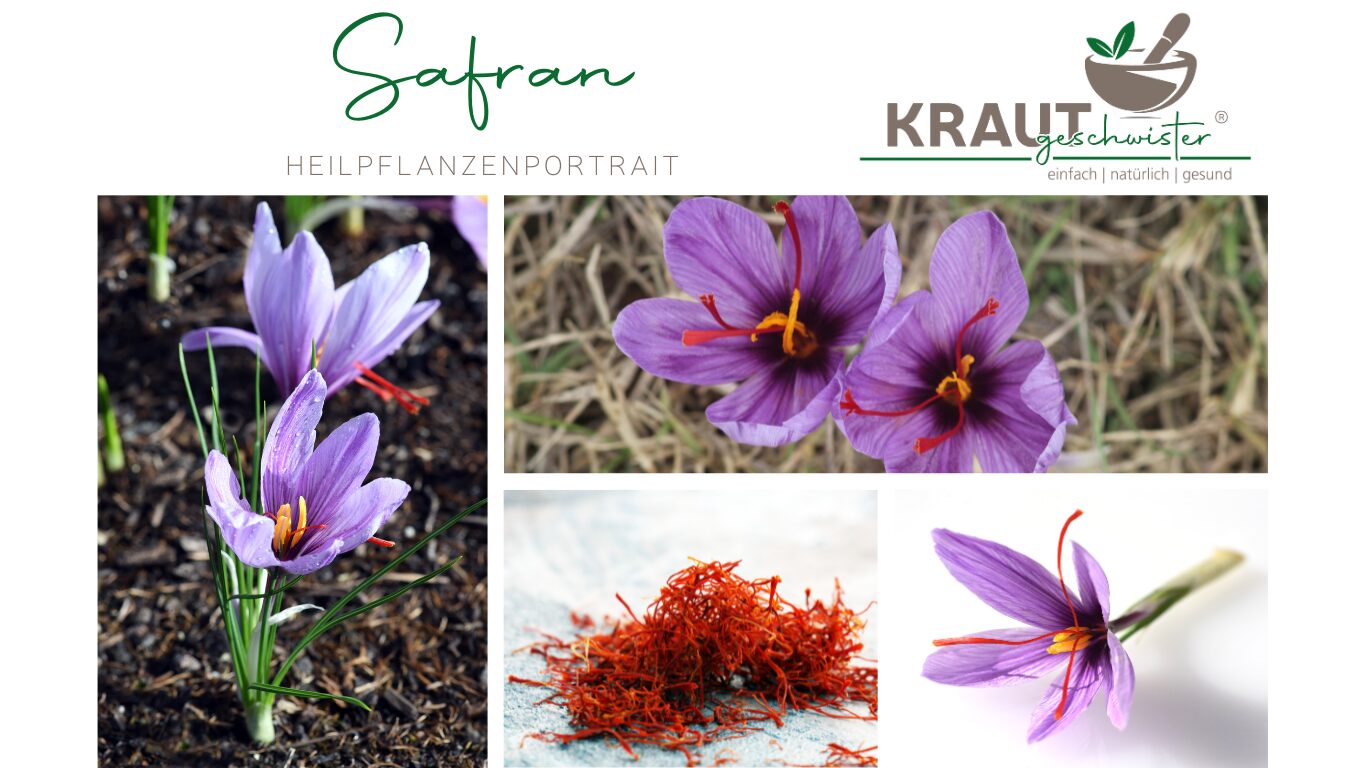 Mehr über den Artikel erfahren Safran – das rote Gold und was es wirklich kann