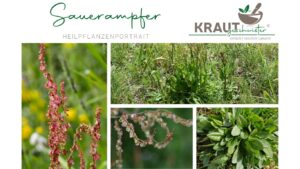 Sauerampfer – das unterschätzte Wildkraut mit Biss, Säure und erstaunlicher Wirkung