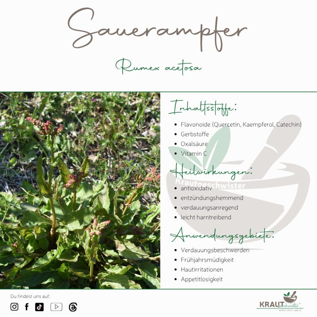 Sauerampfer – das unterschätzte Wildkraut mit Biss, Säure und erstaunlicher Wirkung