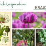 Schlafmohn – zwischen Mythos, Medizin und Mohnschnecke