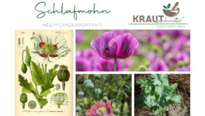 Schlafmohn &ndash; zwischen Mythos, Medizin und Mohnschnecke