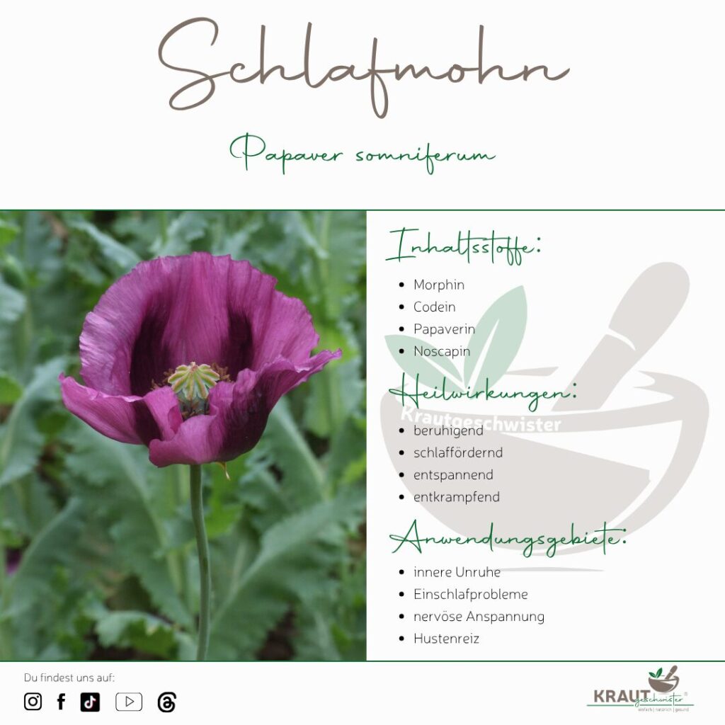 Schlafmohn &ndash; zwischen Mythos, Medizin und Mohnschnecke