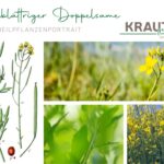 Schmalblättriger Doppelsame – Heilpflanzenportrait