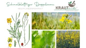 Schmalblättriger Doppelsame &#8211; Heilpflanzenportrait