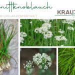Ein Hauch Knoblauch, ein Korb voller Kraft – Schnittknoblauch neu entdeckt