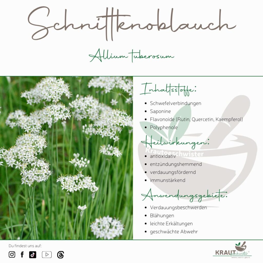 Ein Hauch Knoblauch, ein Korb voller Kraft – Schnittknoblauch neu entdeckt