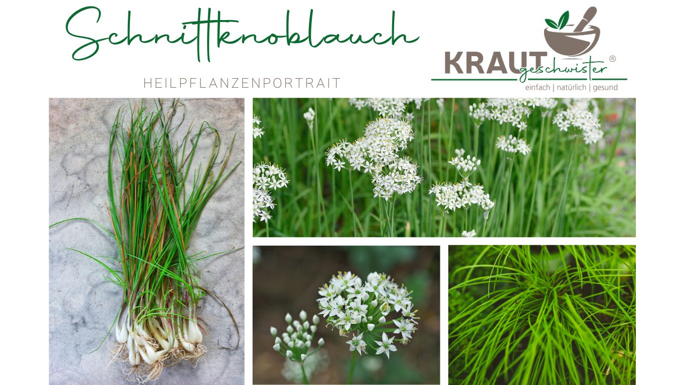 Mehr über den Artikel erfahren Ein Hauch Knoblauch, ein Korb voller Kraft – Schnittknoblauch neu entdeckt