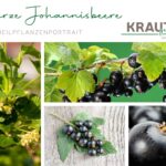 Schwarze Johannisbeere – Heilpflanzenportrait