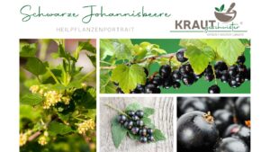 Schwarze Johannisbeere &#8211; Heilpflanzenportrait