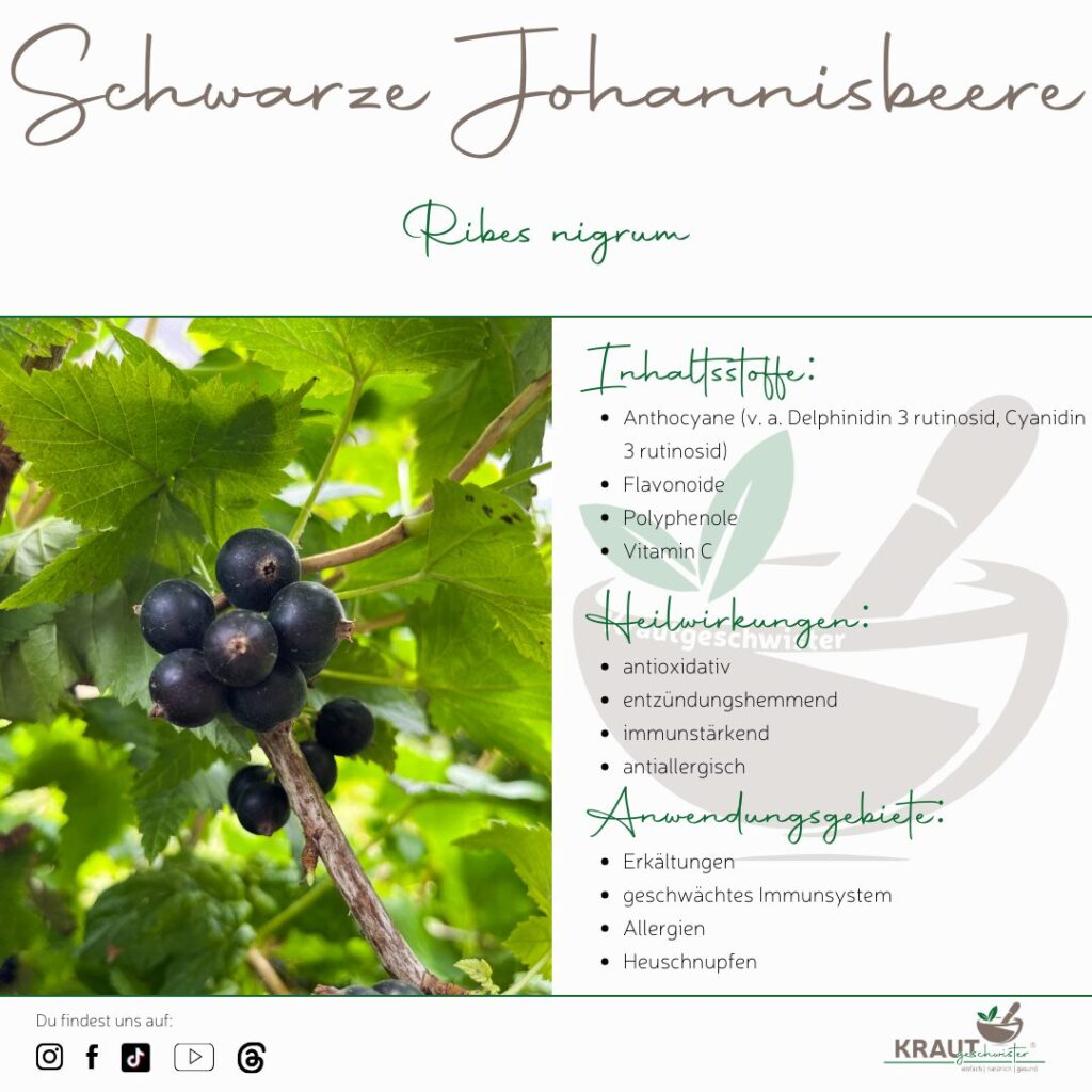 Schwarze Johannisbeere – Heilpflanzenportrait