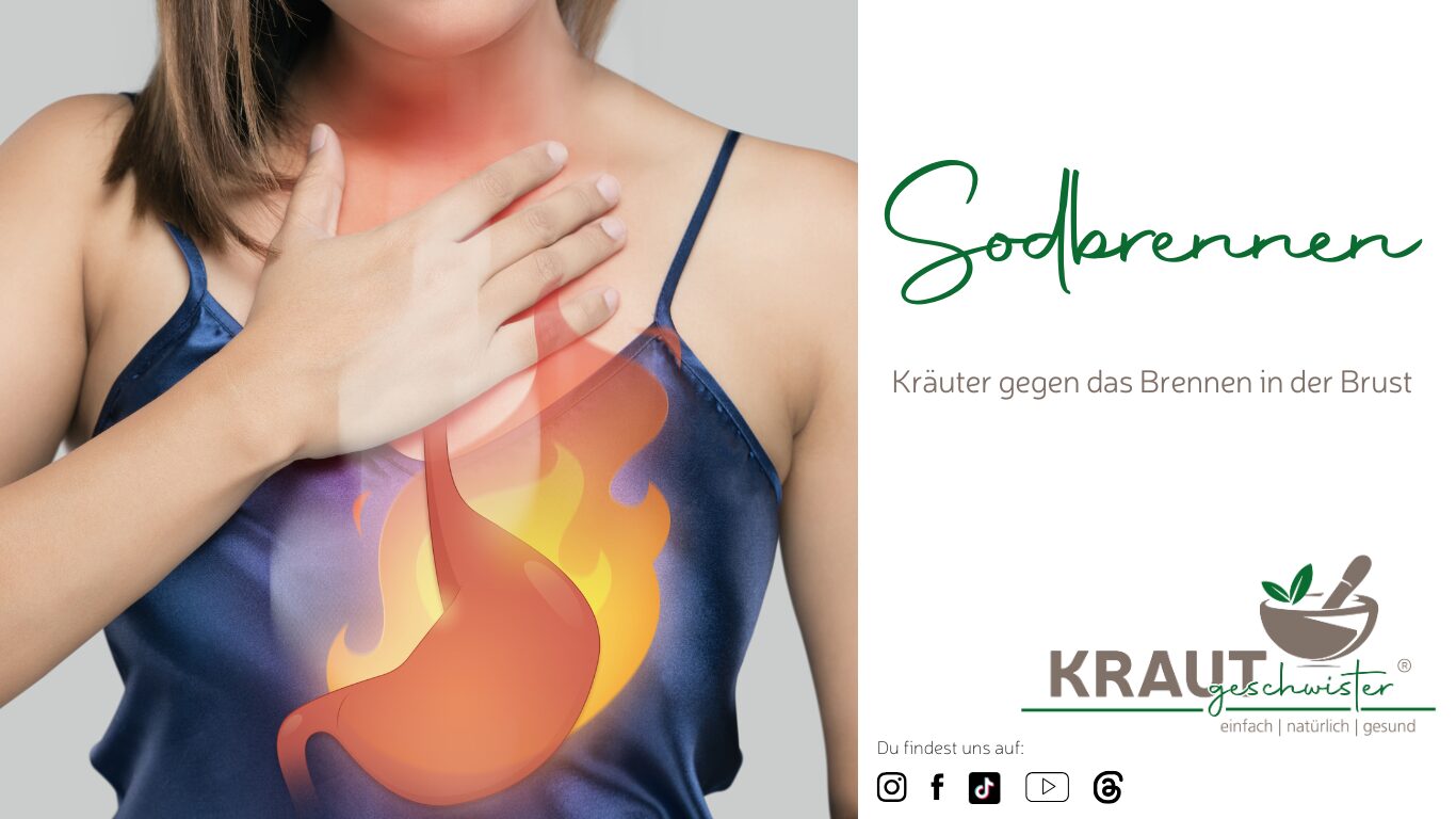 Mehr über den Artikel erfahren Kräuterhilfe bei Sodbrennen