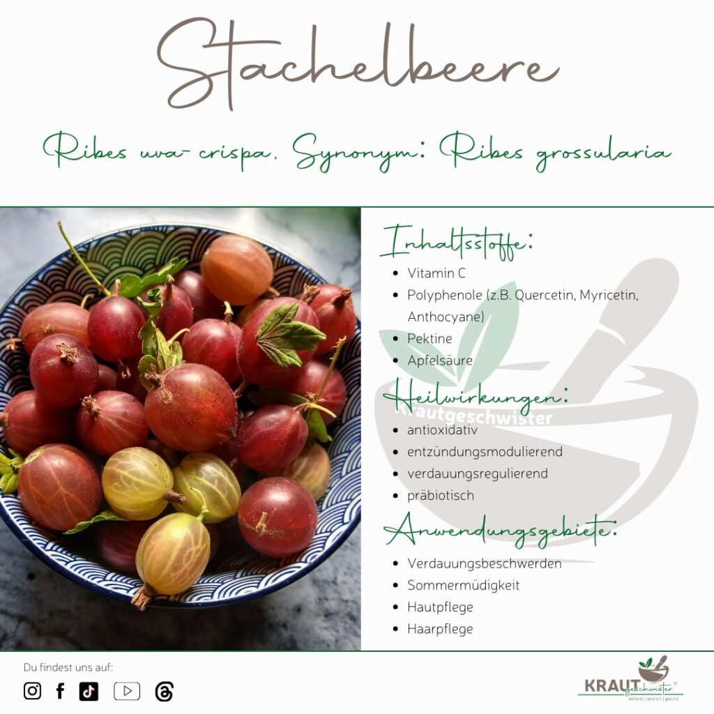 Stachelbeere &ndash; die untersch&auml;tzte Kraftkugel aus dem Garten