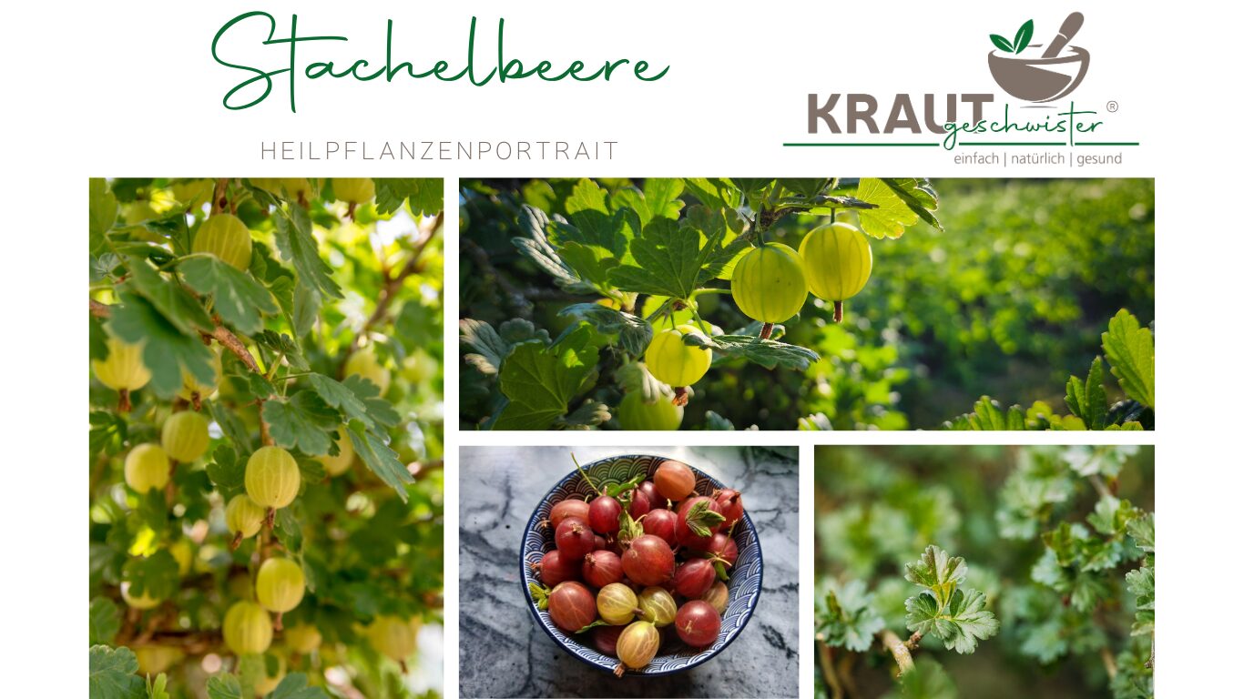 Mehr über den Artikel erfahren Stachelbeere – die unterschätzte Kraftkugel aus dem Garten