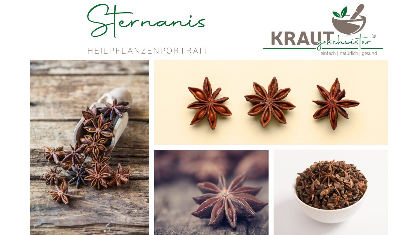 Mehr über den Artikel erfahren Sternanis – kraftvolles Heilgewürz mit erstaunlicher Wirkung