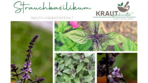 Strauchbasilikum &ndash; das aromatische Kr&auml;uterwunder, das wir viel zu lange untersch&auml;tzt haben