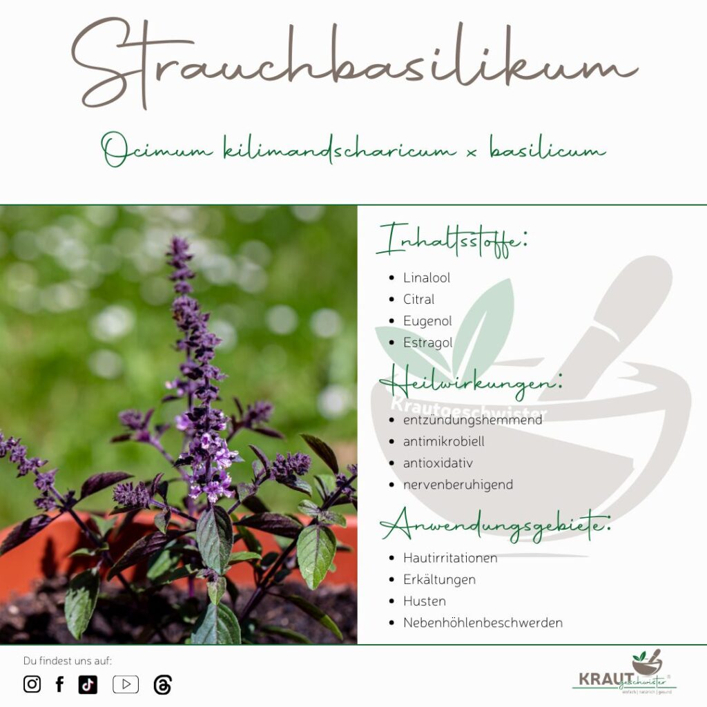 Strauchbasilikum &ndash; das aromatische Kr&auml;uterwunder, das wir viel zu lange untersch&auml;tzt haben