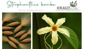Strophanthus kombe – Heilpflanzenportrait