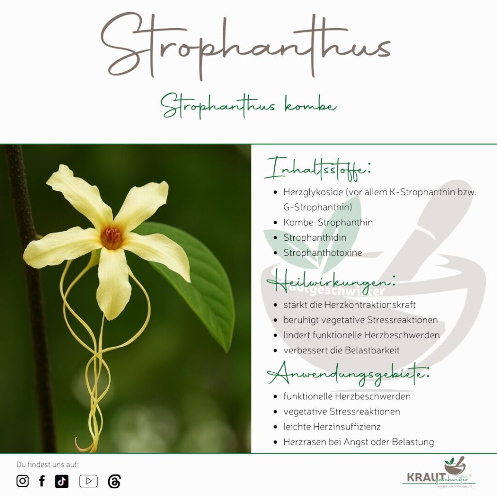 Strophanthus kombe – Heilpflanzenportrait