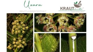 Uzara: Naturmedizin für sensible Verdauung