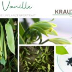 Vanille – die süße Königin der Heilpflanzen