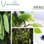 Vanille – die süße Königin der Heilpflanzen