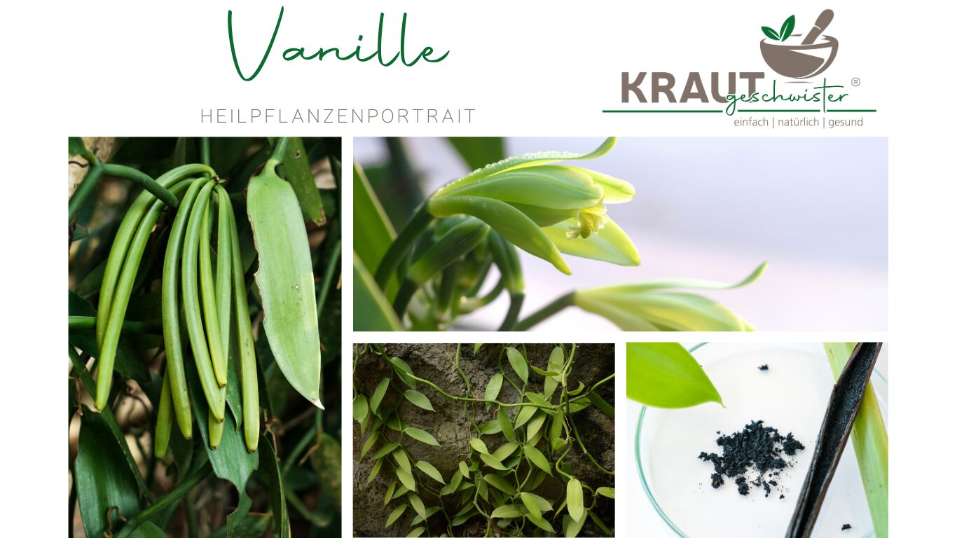 Vanille – die süße Königin der Heilpflanzen