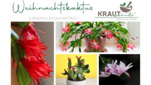Der Weihnachtskaktus: Dein Winterblüher mit Tropenseele