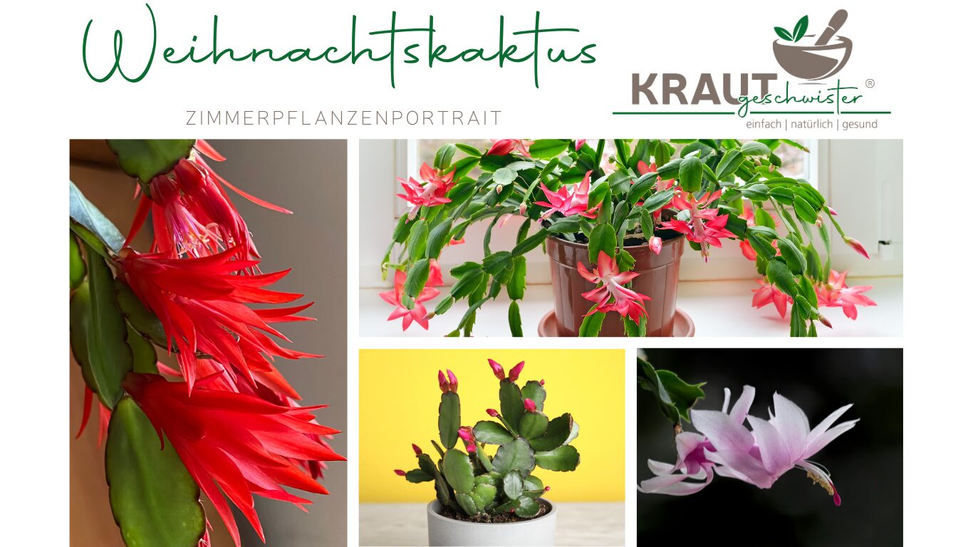 Mehr über den Artikel erfahren Der Weihnachtskaktus: Dein Winterblüher mit Tropenseele